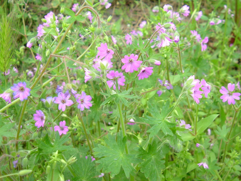 Geranium molle / Geranio molle